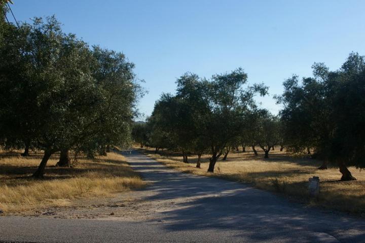 Quinta Laranjal Da Arrabida Bed & Breakfast Palmela Dış mekan fotoğraf