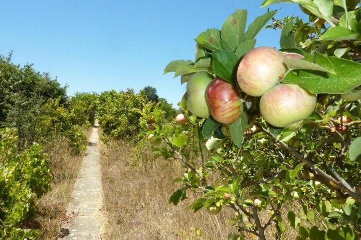 Quinta Laranjal Da Arrabida Bed & Breakfast Palmela Dış mekan fotoğraf